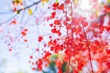 Bright red bell shaped flowers of illawarra flame bottletree