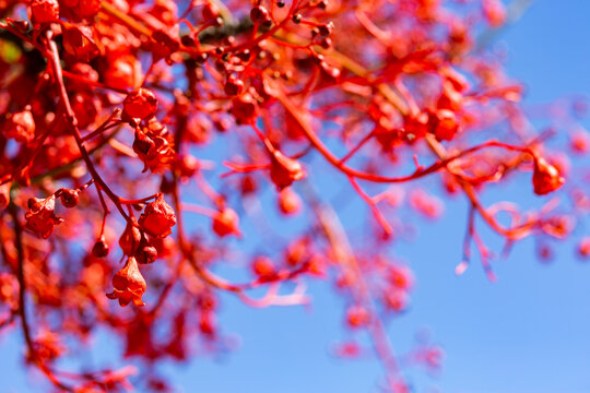 Bright red flame tree flowers against blue sky
