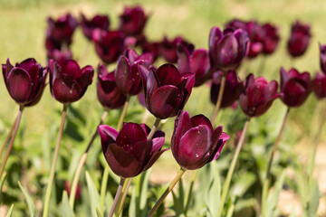 dark burgundy  tulips in the field