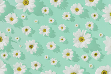 White daisy flowers on tiffany green background . Minimal nature or woman's day concept. Creative...
