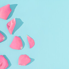 Pink rose flower petals on bright blue background. Minimal nature or woman's day concept. Creative background.