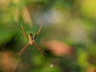 Argiope keyserlingi is a species of orb-web spider found on the east coast of Australia, from Victoria to northern Queensland.