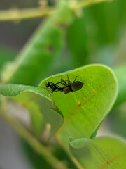 The spiders under the green leaves are catching insect scales for food