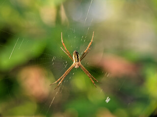Argiope keyserlingi is a species of orb-web spider found on the east coast of Australia, from Victoria to northern Queensland.