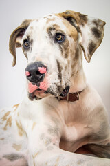 portrait of a great dane