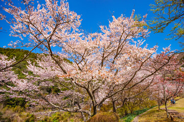 Fototapeta premium 渓石園の桜 
