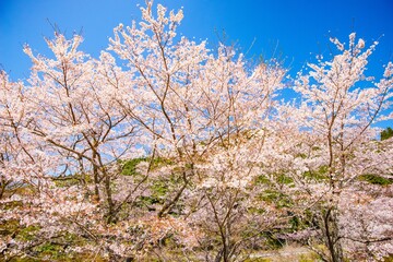 Obraz na płótnie Canvas 渓石園の桜 