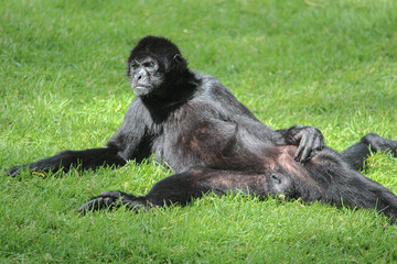 Fototapeta premium monkey lying on the grass looking at the horizon