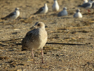 seagull on the beach