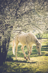 white horse under flowering tree