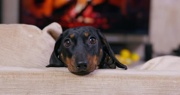 Portrait of a funny dachshund puppy, who put its head on the back of couch and attentively watches the commotion around, front view. Lovely pet is waiting for something