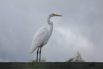 white heron standing with the sky in the background	 