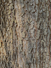bark texture in the day