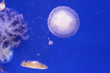 海月　クラゲ　壁紙　背景　かわいい　デスクトップ