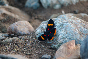 metal mark butterfly on rock with sand