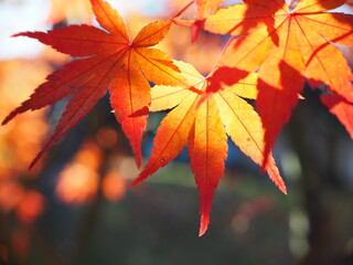 紅葉