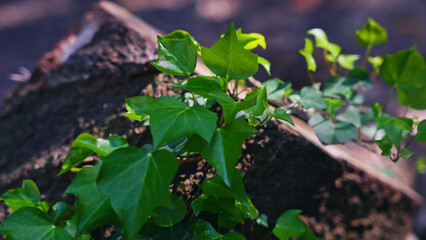 自然環境イメージ　植物　葉っぱ　エコロジー