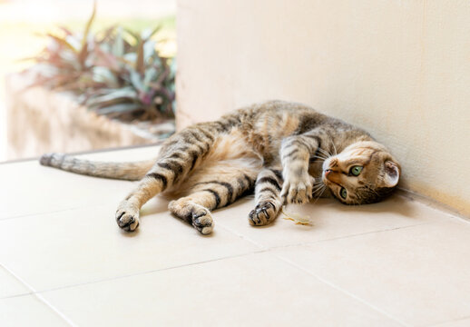 The brown cat catching play with lizard toy on front of house.