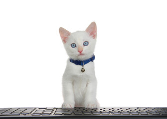 Close up of a white kitten with blue eyes wearing a blue collar sitting behind a black computer keyboard with front paws on keyboard, looking directly at viewer as if looking at monitor. Isolated.