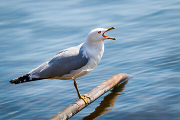 Seagull perching on a metal pipe by the water