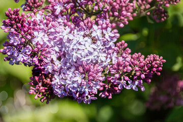 Obraz premium Branch of lilac flowers, floral natural seasonal background