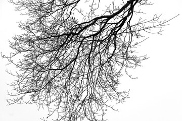Tree branches abstract background, leafless tree branches against an overcast sky.
