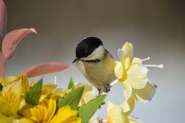 Obraz premium Mésange a tête noire