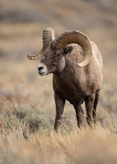Bighorn Sheep Ram in Grand Teton National Park 