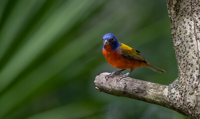 A painted bunting in Florida 