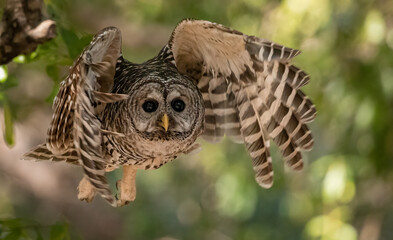 A barred owl in Florida 