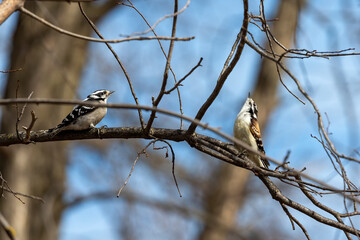 Spring courtship  hairy woodpeckers in Wisconsin