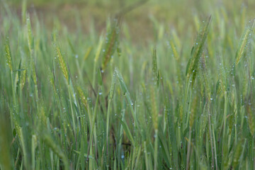 green grass with dew drops