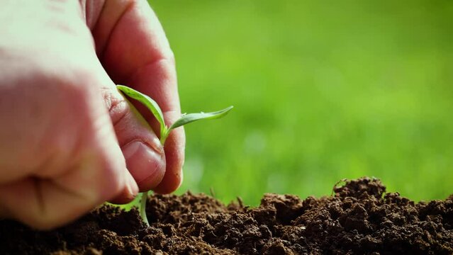 Human hands support blown by the wind young plant by tapping on the soil around it.