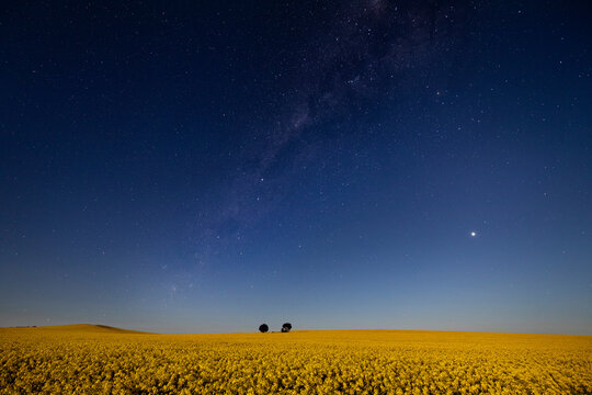 flowering canola at night under starry sky
