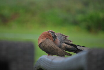 brown spotted tropical pigeon pruning itself