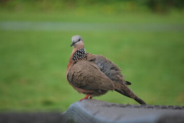 brown spotted tropical pigeon pruning itself