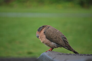 brown spotted tropical pigeon pruning itself