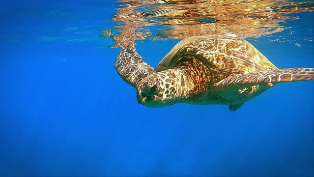 Turtle swimming over reef in Hawaii