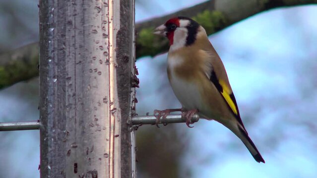 Goldfinch eating nyger seed from a garden bird feeder