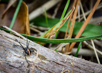 Black widow spider walking across log