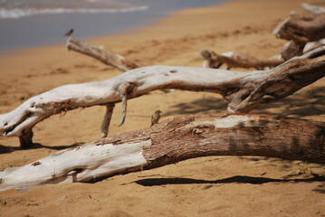 driftwood on beach sand near the ocean