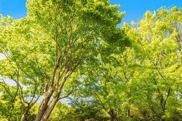 新緑　若葉　 春　木　葉　森　森林　 緑　 エコイメージ