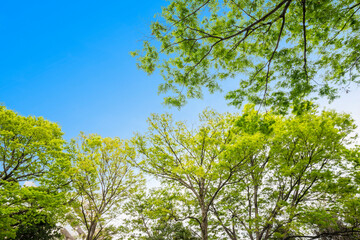 Obraz premium 新緑 若葉 春 木 葉 森 森林 緑 エコイメージ