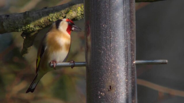 Goldfinch eating nyger seed, extreme close up 2