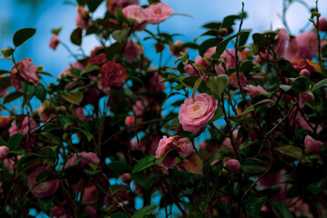 Pink camellias with blue sky
