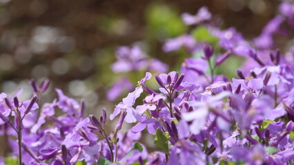 Fototapeta premium 野原に咲いたムラサキハナナの花