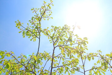 太陽に照らされる実をつけた陽光桜の葉