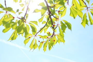 陽光桜の木の実の新緑