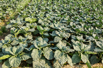 Tobacco Crop Field