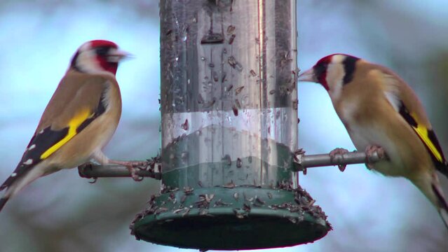 Two Goldfinches eating nyger seed, extreme close up
